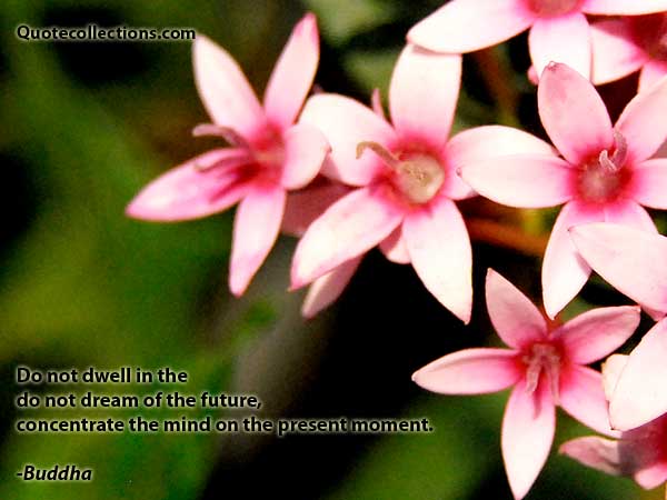 Buddha quotes1