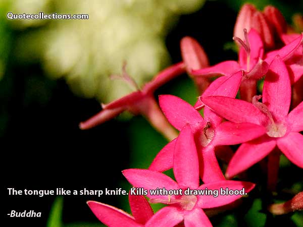 Buddha quotes3